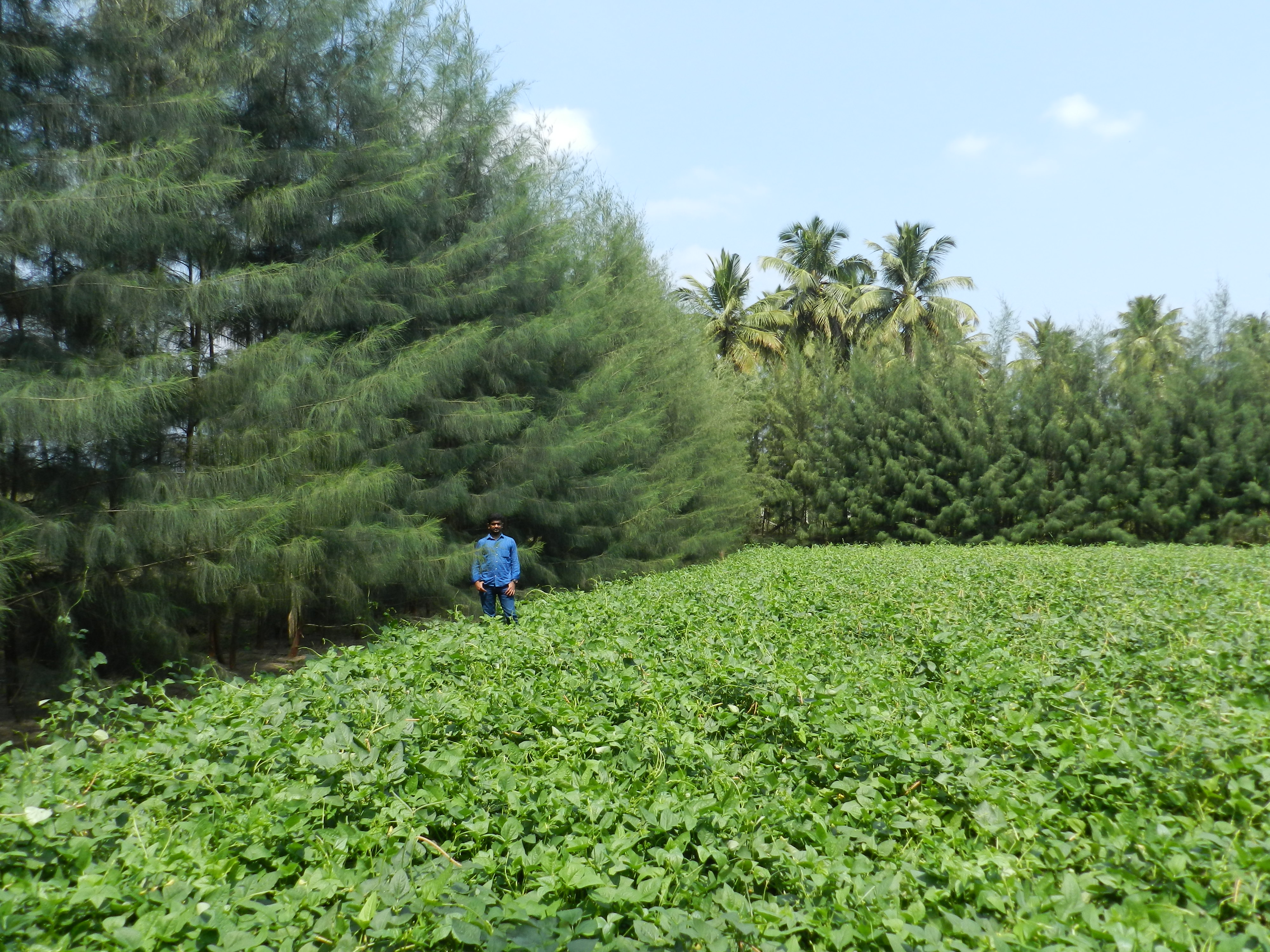 Demo plot of Windbreak clones of IFGTB in VIA Pollachi